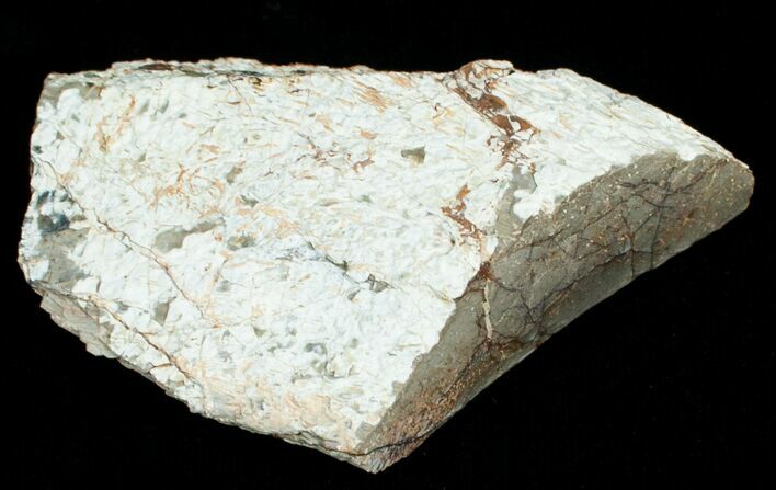 Agatized Dinosaur Bone Chunk (Polished) #6434